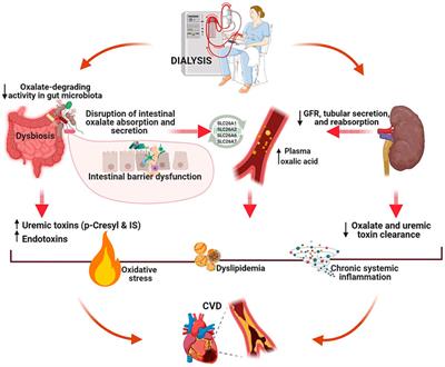 Role of Impaired Oxalate Homeostasis in Cardiovascular Disease in Patients With End-Stage Renal Disease: An Opinion Article